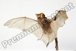 European Bat - Barbastella barbastellus